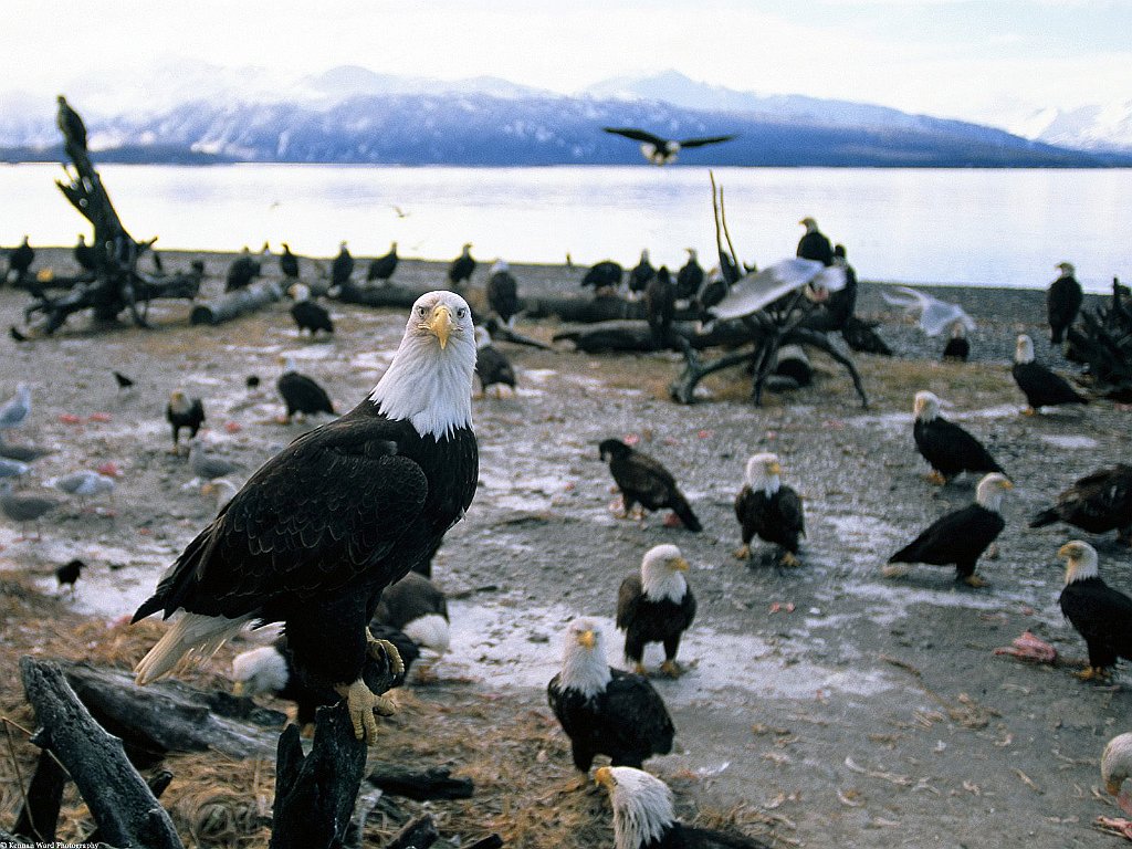 Forward Thinking, Bald Eagles, Alaska